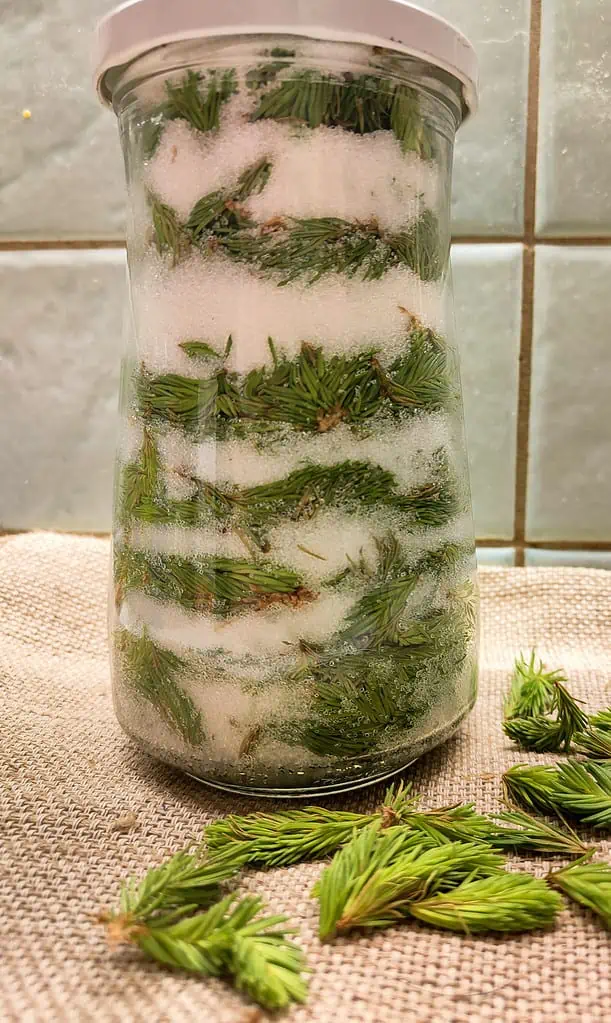 image of a jar full of spruce tips and sugar to make traditional spruce tip syrup