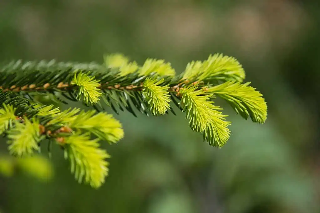 image of spruce tips growing