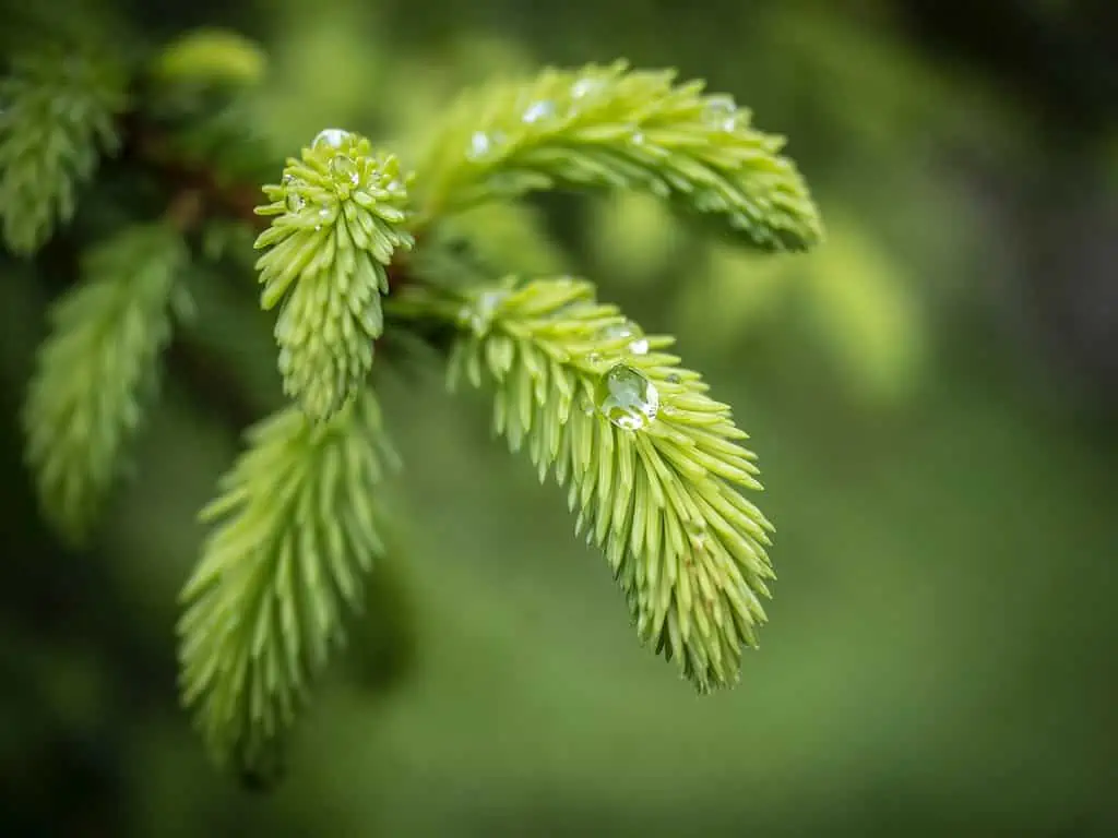 image of fresh young spruce tips