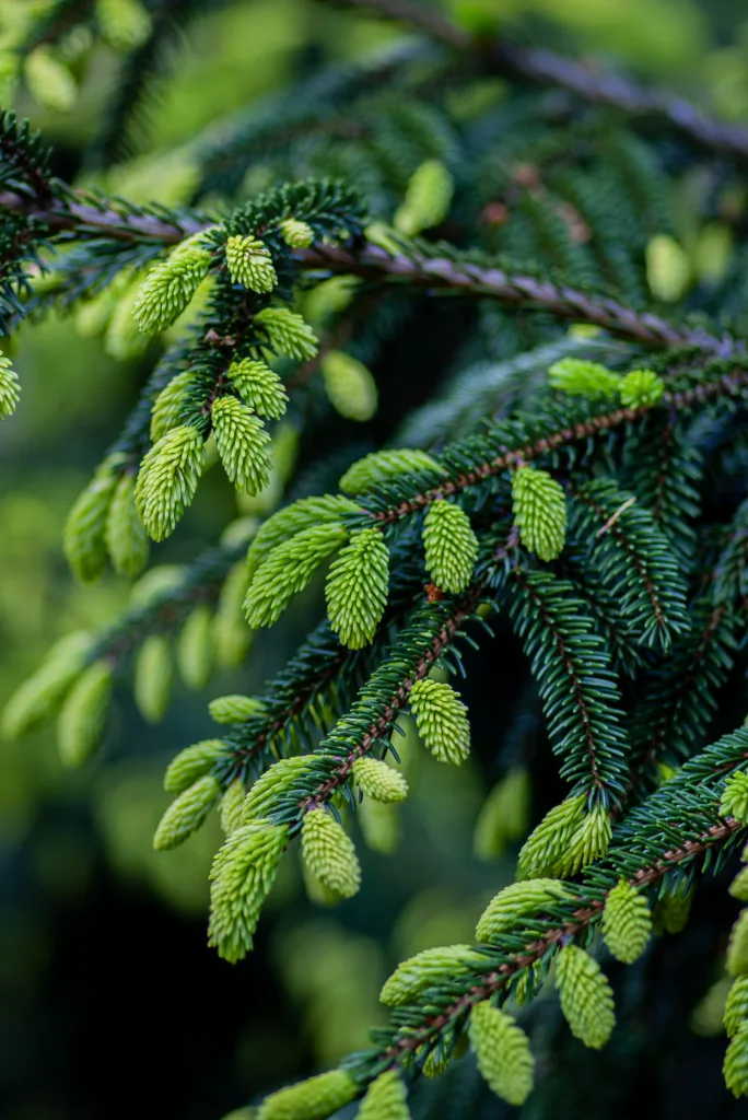 spruce tips growing 