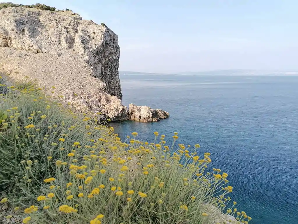 Helichrysum growing in it's natural mediterranean environmet 