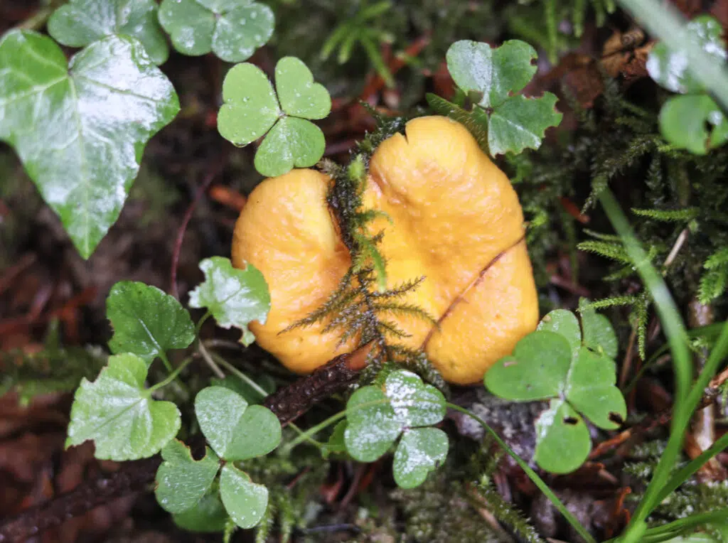 Image of chanterelle mushroom growing in the forest with green plants in the background. 